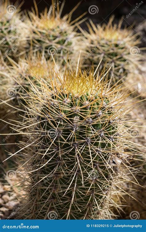 Cactus With Huge Spikes Macro Shot Stock Image Image Of Macro Green 118329215