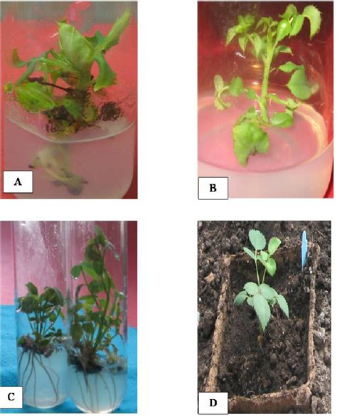 In Vitro Regeneration Of Plantlets Of ‘pareo Rose Cultivar A