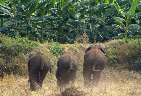 Human Elephant Conflict And Its Mitigation Q A With Sanjay Gubbi