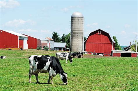 Wisconsin Dairy Farm Stock Photos, Pictures & Royalty-Free Images - iStock