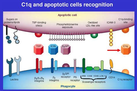 PPT Apoptotic Cell Clearance And The Resolution Of Inflammation