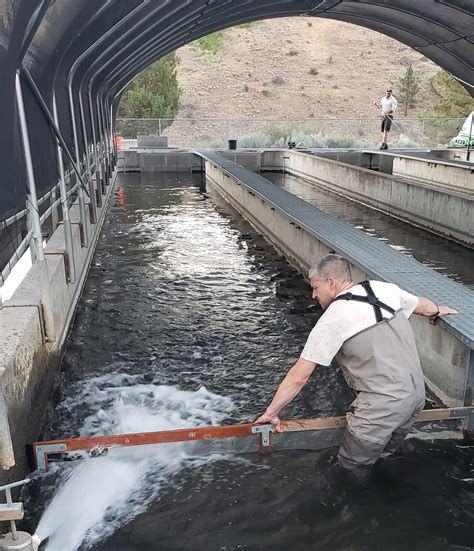 Fish Hatchery