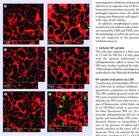 Inhibitor Specificity And Efficiency Of Clathrin And Caveolin Mediated