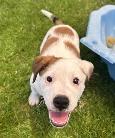 Nigel - Small Male Staffy Mix Dog in WA - PetRescue