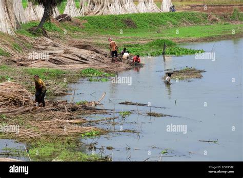 Jute cultivation hi-res stock photography and images - Alamy