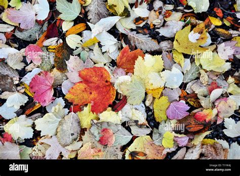 Different Colored Leaves Hi Res Stock Photography And Images Alamy