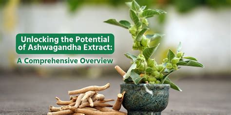 Unlocking The Potential Of Ashwagandha Extract A Comprehensive