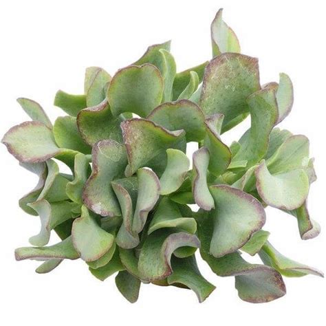 Ruffle Jade Crassula Ripple Jade Succulent Lucky Plant For Sale Jade Plants Planting