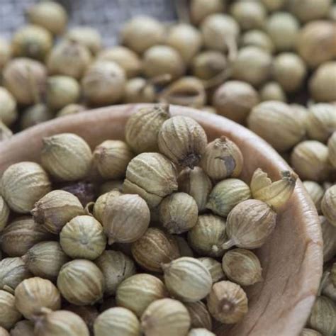 Coriander Seeds – Arar Trading