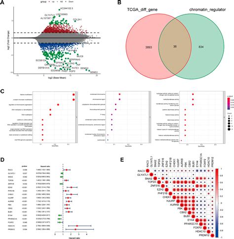 Frontiers Identification Of Molecular Subtypes And A Prognostic Signature Based On Chromatin