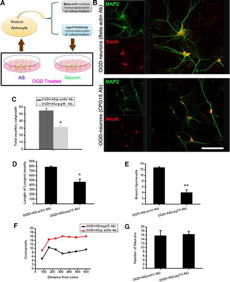 Figure From Soluble Cpg From Astrocytes Ameliorates Neurite