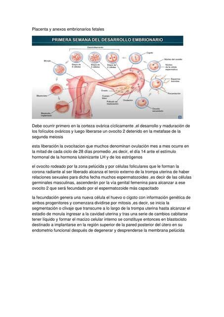 Placenta Y Anexos Embrionarios Fetales Agusmed Udocz