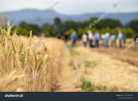 Farmer Cropping Field Farming Cropping Field Stock Photo 2401954219