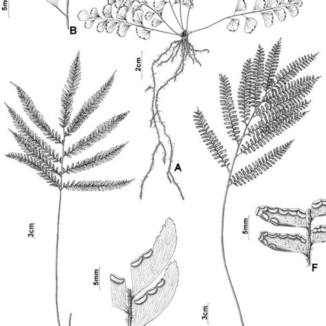 A B Adiantum deflectens A Hábito B detalhe da lâmina e soros em