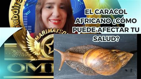 Sab As Que El Caracol Gigante Africano Puede Poner En Peligro Tu Salud