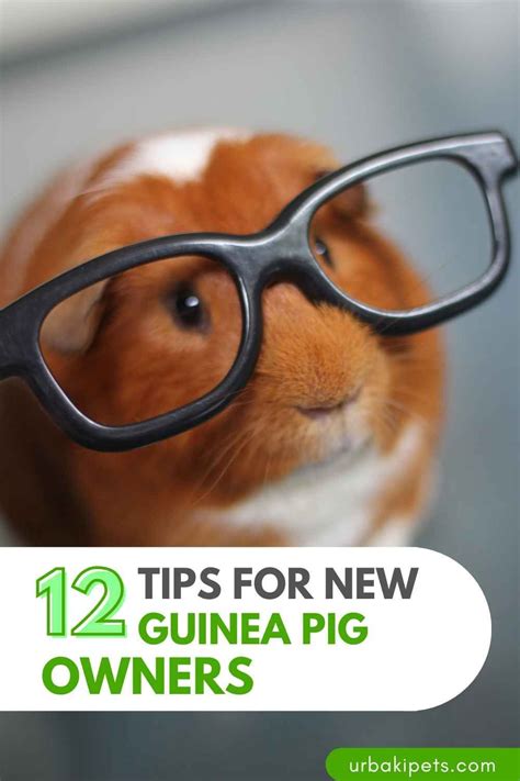 Top Tips For New Guinea Pig Owners Artofit