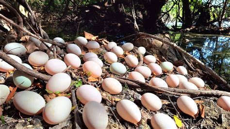 Wow A Female Fisherman Pick A Lot Of Duck Eggs Along The River Bank