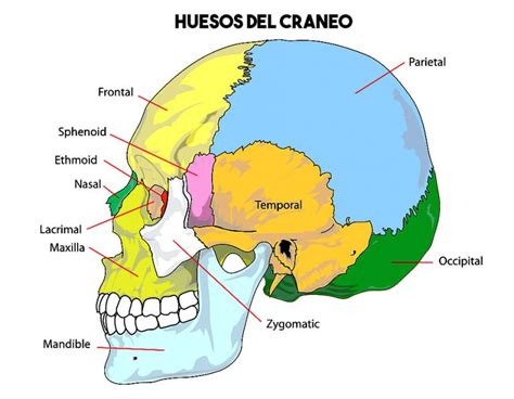 ¿cuántos Huesos Tiene El Cuerpo Humano Y Cuáles Son