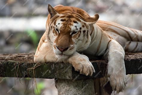 Golden Tabby Tiger Wallpaper