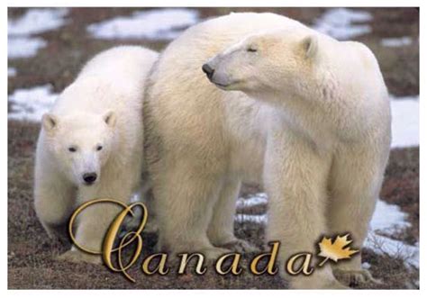 Polar Bears in Canada - Photo Magnet - Made In Canada Gifts