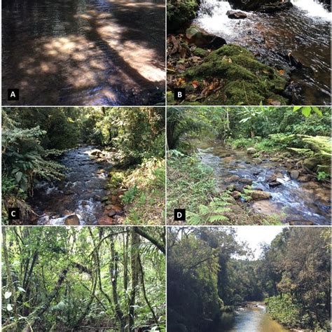 Representative Stream Stretch Sampled From Serranias Costeiras Of The