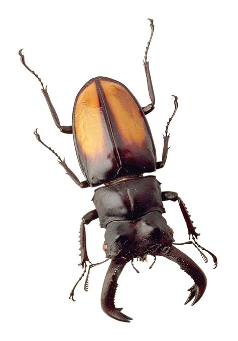 Collection Of Beetle Png Pluspng