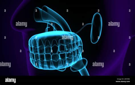 human throat anatomy. 3d render Stock Photo - Alamy