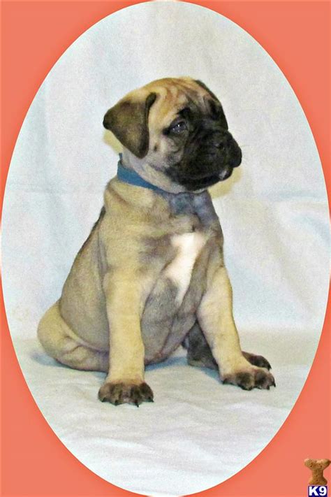 Bullmastiff Puppy For Sale Minnie 11 Years Old