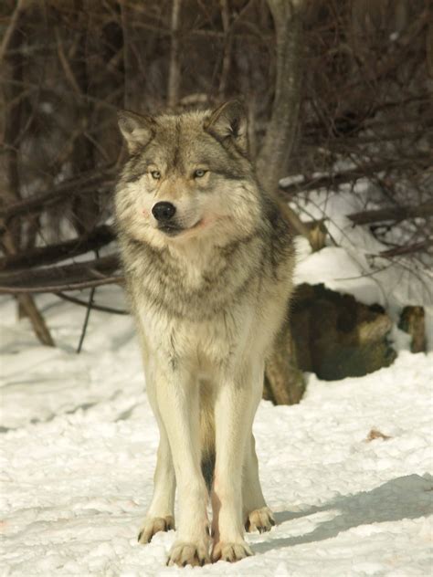 Wolves in Canada | The Canadian Encyclopedia