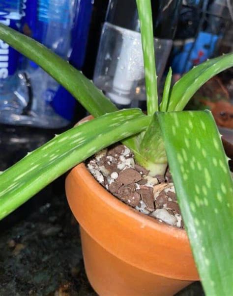 Aloe Vera Plant Leaves Bending Is There A Problem A Friendly Gardener