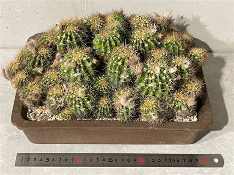 yahoo plant echinopsis calochlo