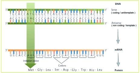 Molekularbiologie Der Zelle Teil Von Der Dna Zum Protein Darwinator