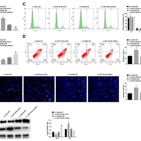 Mir 155 5p Promotes Apoptosis Of Bone Marrow Cd34 Cells Transfection Download Scientific