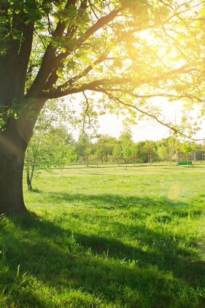 Grand Bel Arbre Dans Le Parc Un Rayon De Soleil Traversant Les Branches