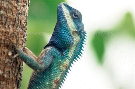 Blue crested lizard is a colorful lizard. Stock Photo by puripatt | PhotoDune