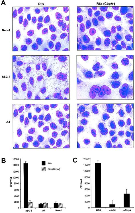 The Polymeric Immunoglobulin Receptor Translocates Pneumococci Across