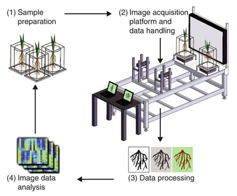 The General Strategies Of Phenotyping In Plants Download Scientific