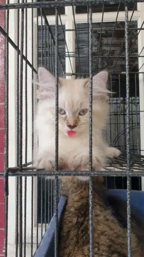 Anak Kucing Kitten Persia Bulan Hewan Peliharaan