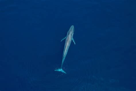 The Blue Whales of the Antarctic Are Making a Comeback After Being ...