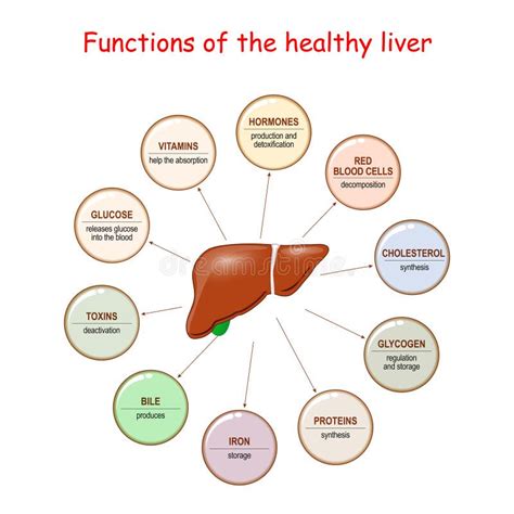 Metabolism Of Vitamin D Stock Vector Illustration Of Hormone 61097620