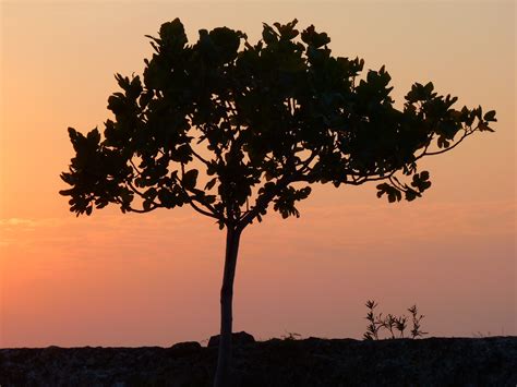 Images Gratuites Arbre La Nature Horizon Branche Silhouette