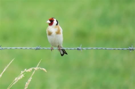 Goldfinch Putter Tje Distelvink Carduelis Carduelis Eur Flickr