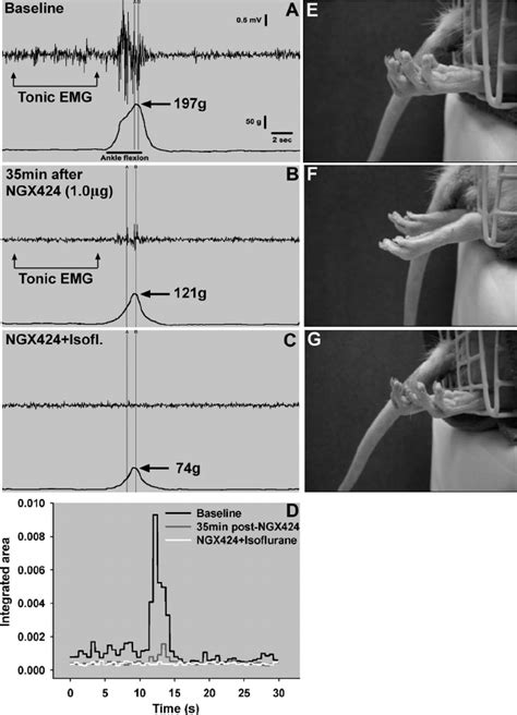 Concurrent Emg And Pmr Recording In A Rat 3 Weeks After Spinal Ischemia