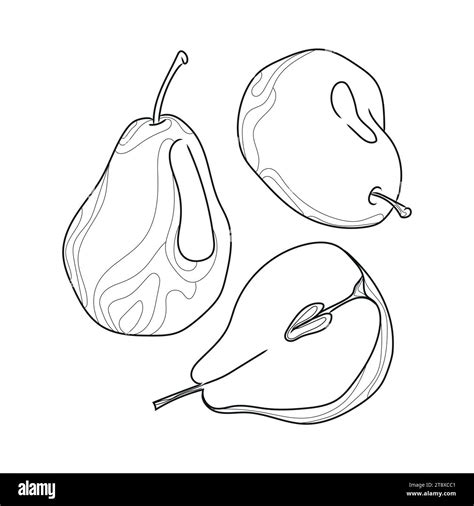 Sketch Illustration With Three Pears Line Art Vector Illustration