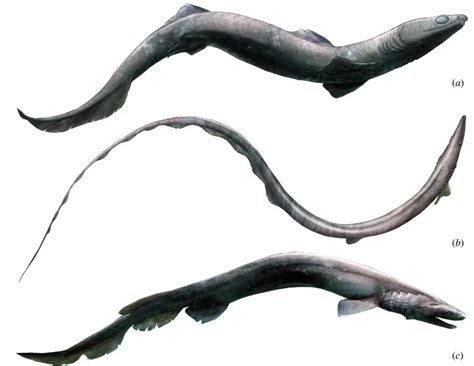 This Ancient Shark Looked Like An Eel And Swallowed Its Prey Whole