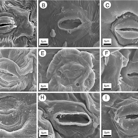 Epidermis Cells Adaxial Vs Abaxial Surface Of Leaves Fully Expanded