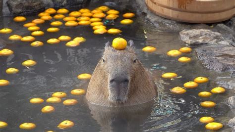 Why Do Capybaras Bath With Oranges Yuzu Bath