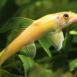 Jual Ikan Pemakan Lumut Aquarium Jakarta Timur Fauna Aqua Tokopedia