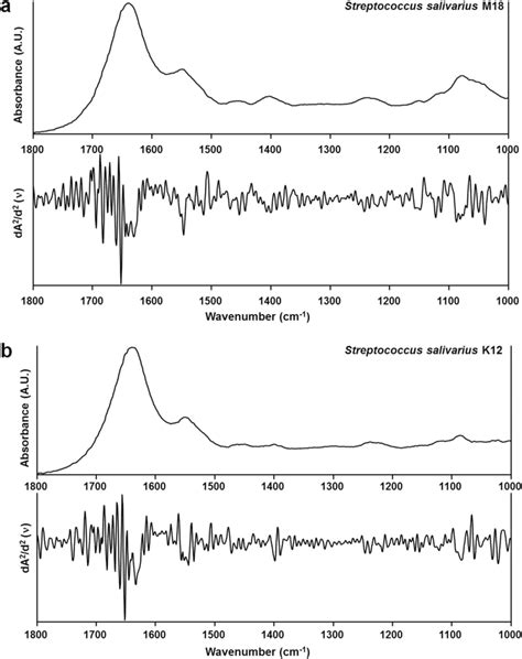 Raw And Second Derivative Infrared Spectra Obtained At The Fingerprint Download Scientific