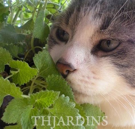 Nepeta Cataria B Lsamo Do Campo Erva Dos Gatos Catnip Catmint Th